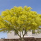 Palo Verde in Full Bloom '07