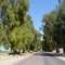 Citrus Lane
