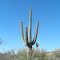 Saguaro. Cactus del deserto
