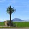 Wireless Palm Tree