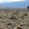  Antelope near Lida Jct. - 05/09/2013