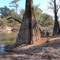 Ochlockonee River with cypress knees