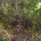 Forested Wetland