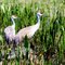 Wildlife in Orlando swamps  -  © Thor Ostensen