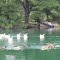  "  Well, lets all take a swim" ~~~   A South Georgia afternoon....