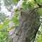 Buzz Buzzzz....Huge HORNET nest..hidden away in tree just over where family fishes often!   what luck to have been located before the bites!!
