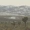 Contrasting Green Joshua Trees And White Mountains Near Tonopah Nevada Jan '13