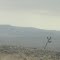 Sculpture - Like Joshua Trees In A Vast, Arid Land Near Tonopah Nevada Jan '13