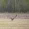 Sand Hill Crane in Flight
