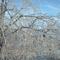 Ice Storm