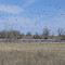 Bird Migration