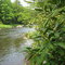 Neversink Gorge,NY, Rhododendron