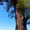 287 year old Bur Oak tree