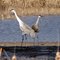 Sandhill Cranes