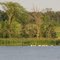 ....11 Pelicans 'Afishing......
