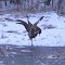 Sandhill Crane Dance