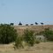 Chisholm Trail