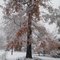 The Ugly Hurricane Tree............