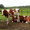 red and white holstein heifers