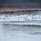  Birds resting on thin ice, Kenyon Lake, Sherwood, MI