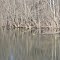 Water mirror on St Joseph River