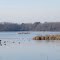 Many birds on Union Lake