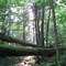 Swift Run Trail