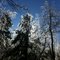 Ice Storm on Shade Mountain