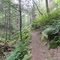 Swift Run Trail