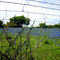 BlueBonnetField1