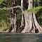 *Ancient Cyprus on the bank of the Guadalupe River*
