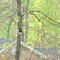 Red-Headed Woodpecker