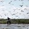 Worker with oil boom & pelicans