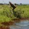Queen Bess Island pelican rookery