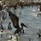 pelicans inoil
