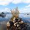 Twin Pine, ME 2