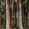Palm Tree Forest, Two Sisters Nursery