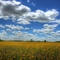 Bloomin' in the Fields