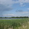 Reed Bed at the Mouth of Huron River