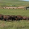 North Dakota buffalo