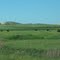 Cattle and buttes off 85