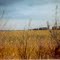For Amber Waves of  grain