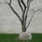 Fredom Tree