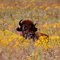 Buffalo! Range-bred and fed in Osage County, Oklahoma!
