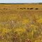 Early Autumn: Buffalo Tall Grass Prairie Preserve(Osage County, OK)