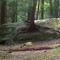 Tree Growing Through Rock, Cook Forest SP