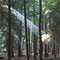 Cook Forest Campground
