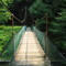 Cook Forest Swinging Bridge