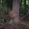 birch tail