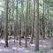 Cook Forest State Park